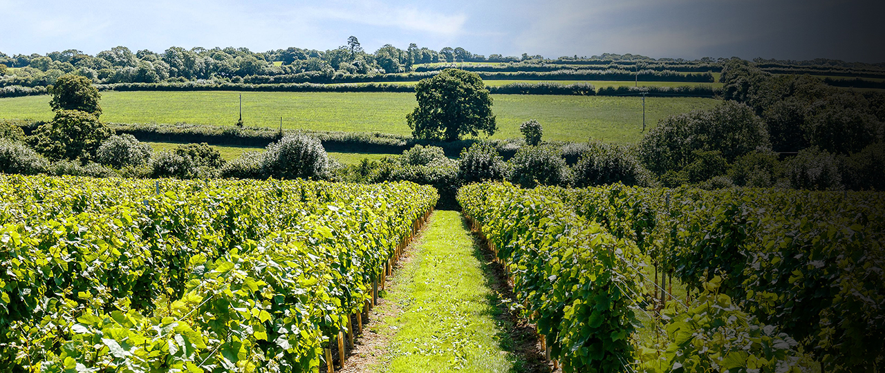 A vineyard shop