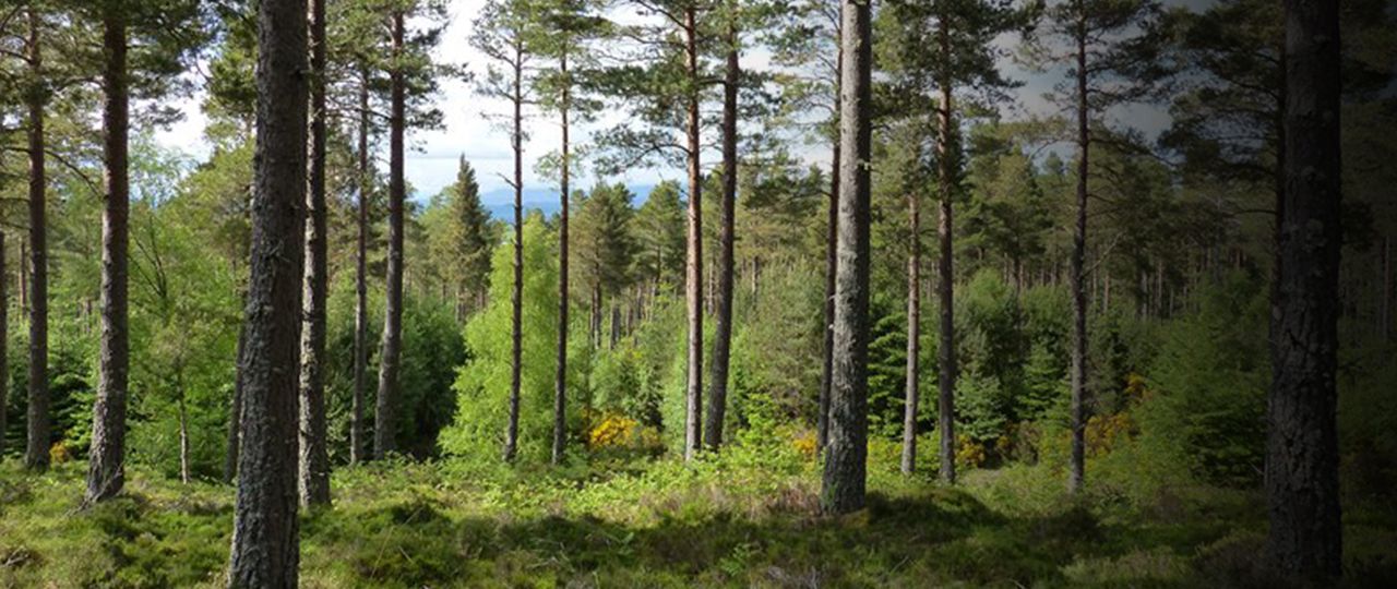 blog_header_future-foresty-resilience