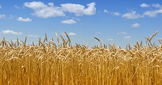 blog_thumb_farming-update-summer-18