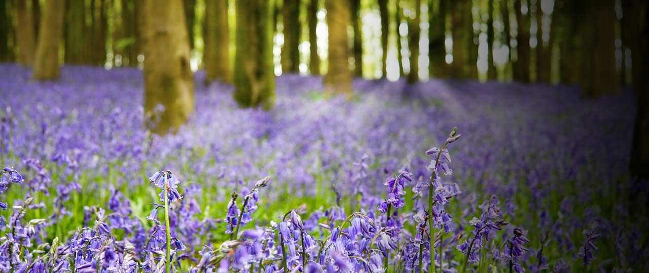 britain-in-bloom-header