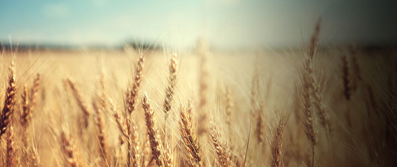 cereals-header