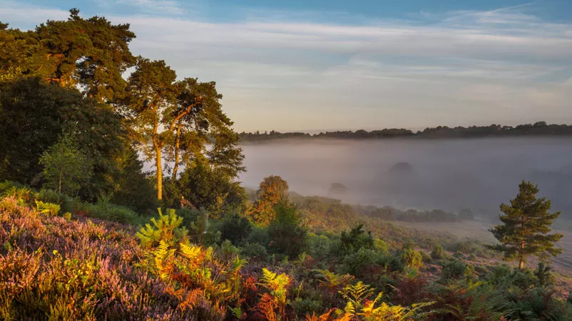 Main-image_New Forest