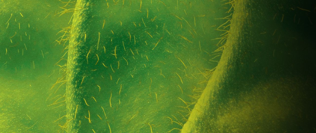 publication_header_LBAW2018-v2