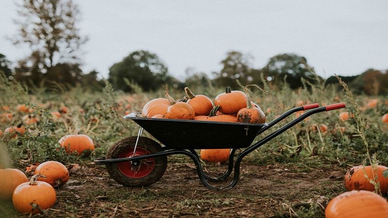 Pumpkin Patch