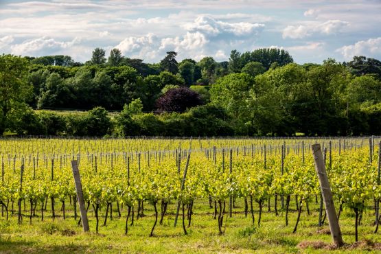 Vineyard 1