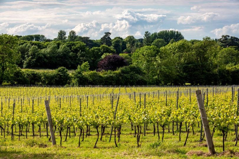 Vineyard 1